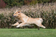 Golden Retriever Club Du Québec