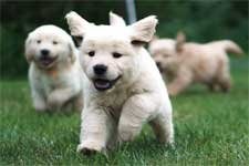 Golden Retriever Club Du Québec