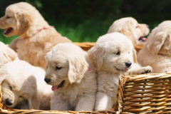 Trouver un Golden...